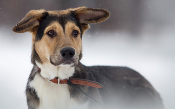 Картинка животные собаки взгляд фон