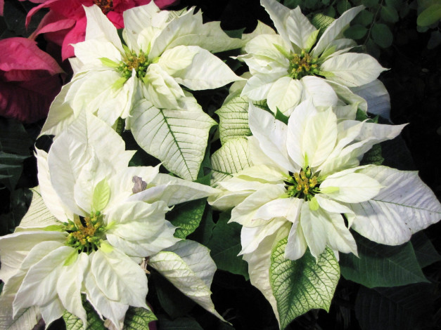 Обои картинки фото цветы, пуансеттия, лепестки