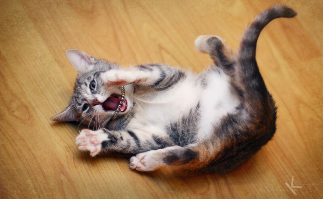 Обои картинки фото животные, коты, котёнок