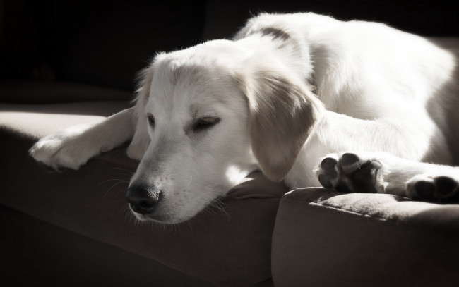 Обои картинки фото животные, собаки, друг, дом