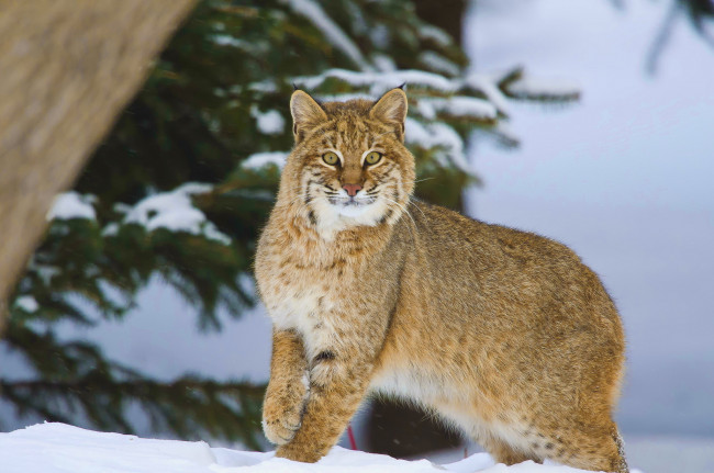 Обои картинки фото животные, рыси, хищник, снег, взгляд