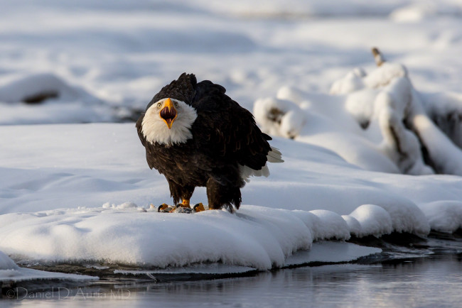 Обои картинки фото животные, птицы, хищники, белоголовый, орлан