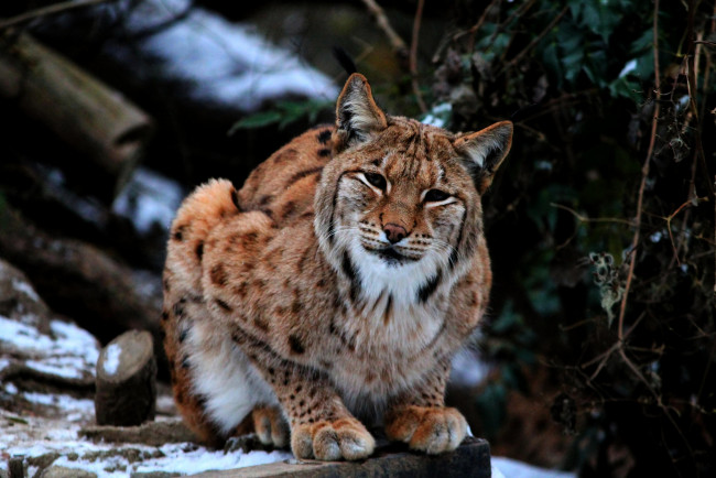 Обои картинки фото животные, рыси, кошка