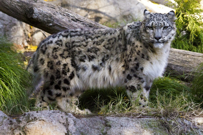 Обои картинки фото животные, снежный, барс, ирбис, пятна, взгляд