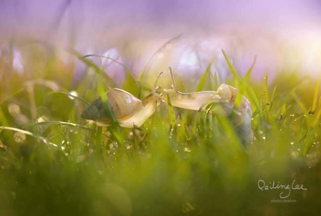 Обои картинки фото животные, улитки, поцелуй