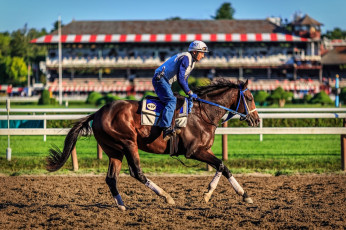 Картинка спорт конный+спорт ипподром наездник лошадь