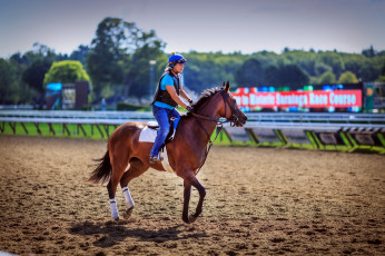 Картинка спорт конный+спорт наездник конь иппордом
