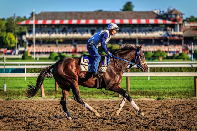 Обои картинки фото спорт, конный спорт, ипподром, наездник, лошадь