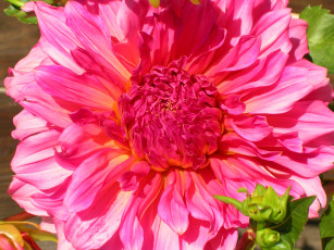 Картинка цветы георгины лепестки