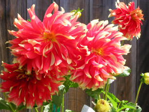 Картинка цветы георгины лепестки