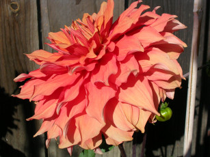 Картинка цветы георгины лепестки