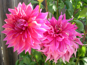 Картинка цветы георгины лепестки