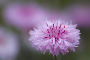Картинка цветы гвоздики макро розовый цветок takaten гвоздика