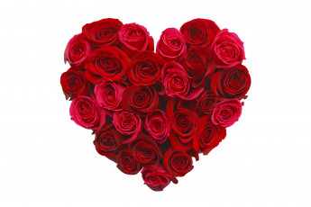 Картинка цветы розы алый