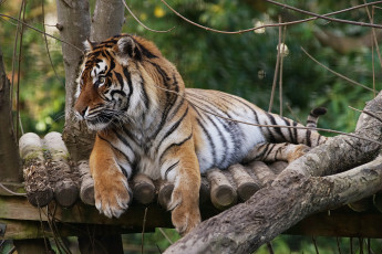 Картинка животные тигры тмгр