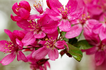 Картинка цветы цветущие+деревья+ +кустарники капли макро роса