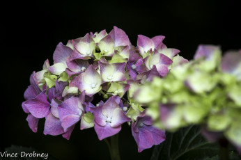 Картинка цветы гортензия макро
