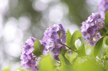 Картинка цветы гортензия ярко солнечно листья нежно takaten боке макро