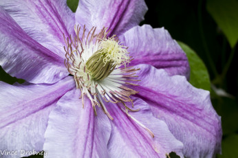 Картинка цветы клематис+ ломонос лепестки цветок климатис розовый