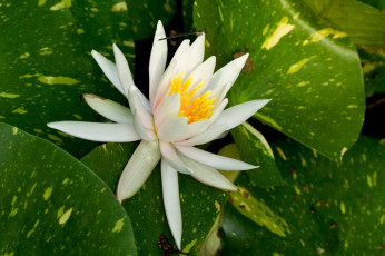 Картинка цветы лилии+водяные +нимфеи +кувшинки листья белый цветок стрекоза водяная лилия