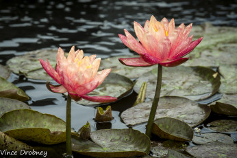 Картинка цветы лилии+водяные +нимфеи +кувшинки природа оранжевые водяные