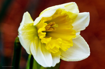 Картинка цветы нарциссы нарцисс цветок макро