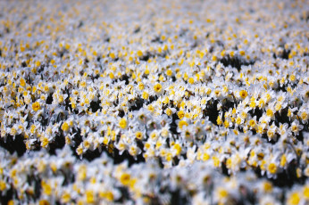 Картинка цветы нарциссы поле макро takaten