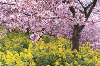 Картинка цветы разные+вместе takaten весна цветение дерево розовые жёлтые