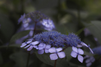 Картинка цветы сиреневые макро takaten