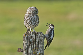 Картинка животные птицы дятел сова