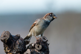 Картинка животные воробьи воробей