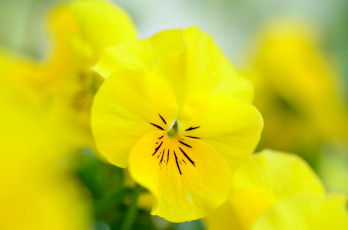 обоя цветы, анютины глазки , садовые фиалки, фиалки, садовые, нежный, анютины, глазки, яркий, жёлтый
