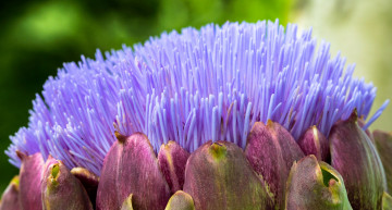 обоя цветы, макро, сиреневый, цветок