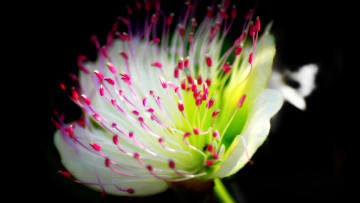 Картинка цветы растение фон лепестки цветок