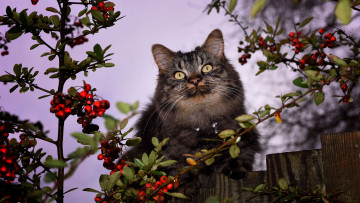 Картинка животные коты котяра