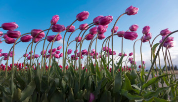 Картинка цветы тюльпаны ветер наклон много