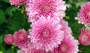 Картинка цветы хризантемы осень листья flowers лепестки красота chrysanthemum розовые petals leaves autumn beauty pink