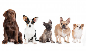 Картинка животные собаки кардиган вельш-корги ретривер Чихуахуа