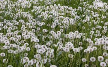 Картинка цветы одуванчики