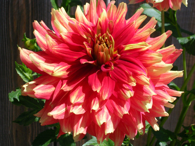 Обои картинки фото цветы, георгины, лепестки