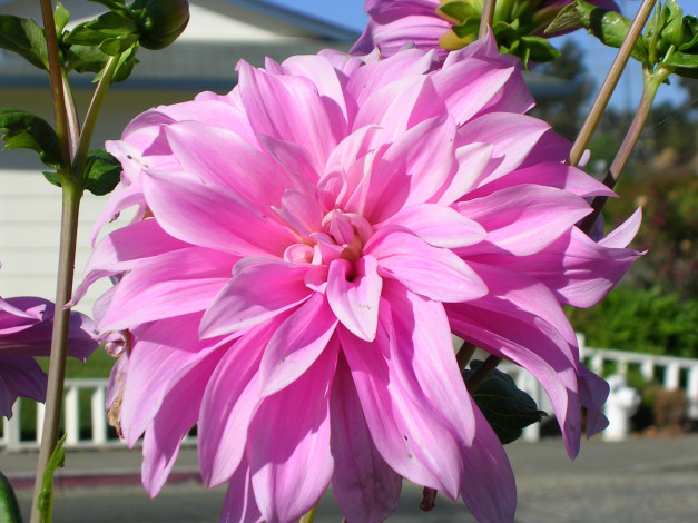 Обои картинки фото цветы, георгины, лепестки