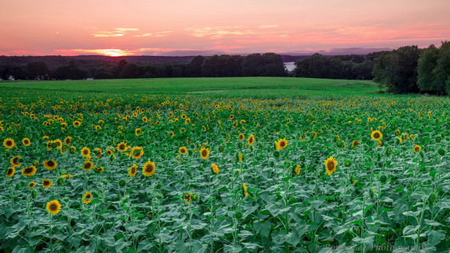 Обои картинки фото цветы, подсолнухи, закат, поле, пейзаж