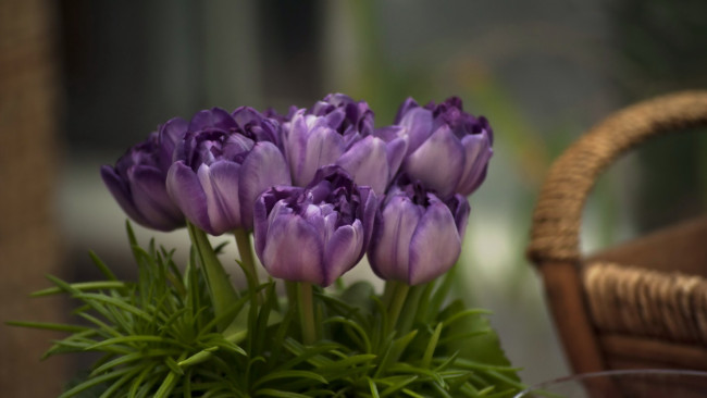 Обои картинки фото цветы, тюльпаны, фон