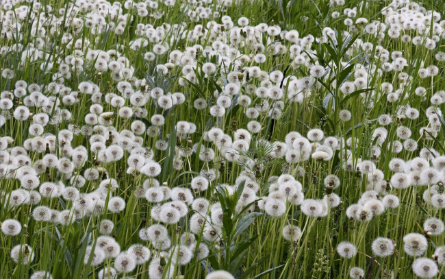 Обои картинки фото цветы, одуванчики