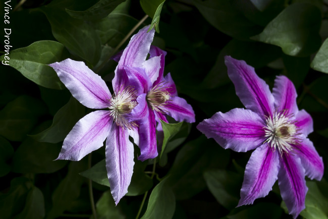 Обои картинки фото цветы, клематис , ломонос, сиреневый, клематис