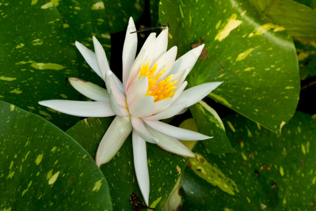 Обои картинки фото цветы, лилии водяные,  нимфеи,  кувшинки, листья, белый, цветок, стрекоза, водяная, лилия