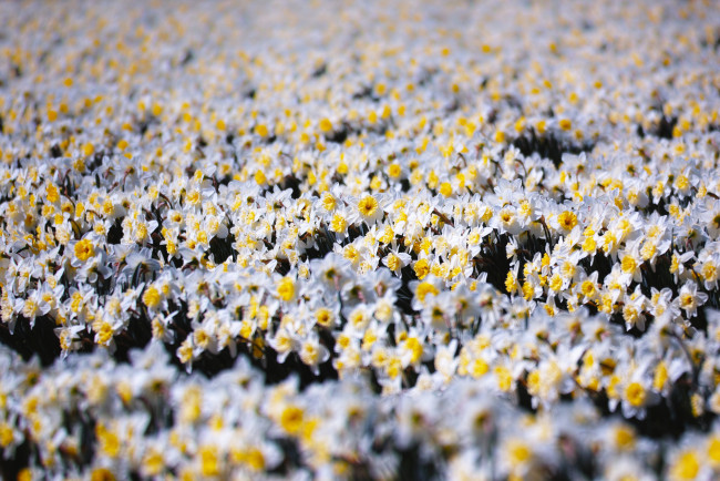 Обои картинки фото цветы, нарциссы, поле, макро, takaten