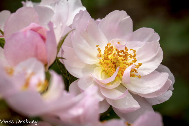 Обои картинки фото цветы, шиповник, макро, лепестки, тычинки, кремовые, нежные