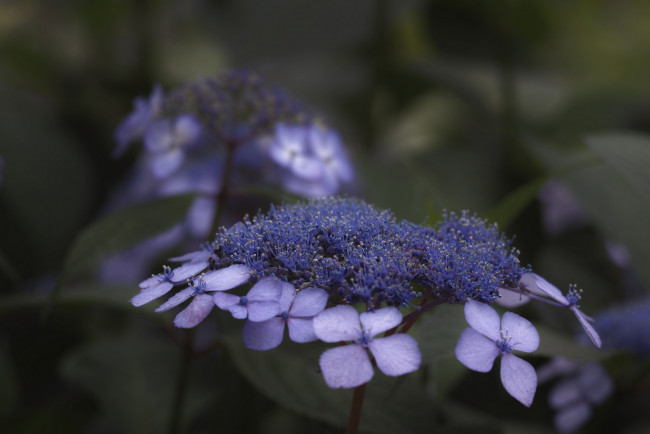 Обои картинки фото цветы, сиреневые, макро, takaten