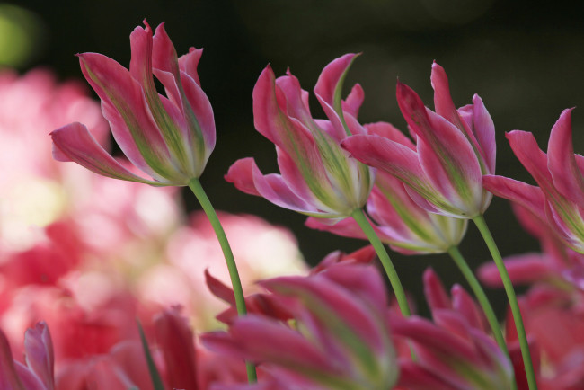 Обои картинки фото цветы, тюльпаны, стебель, луг, листья, лепестки, природа, сад